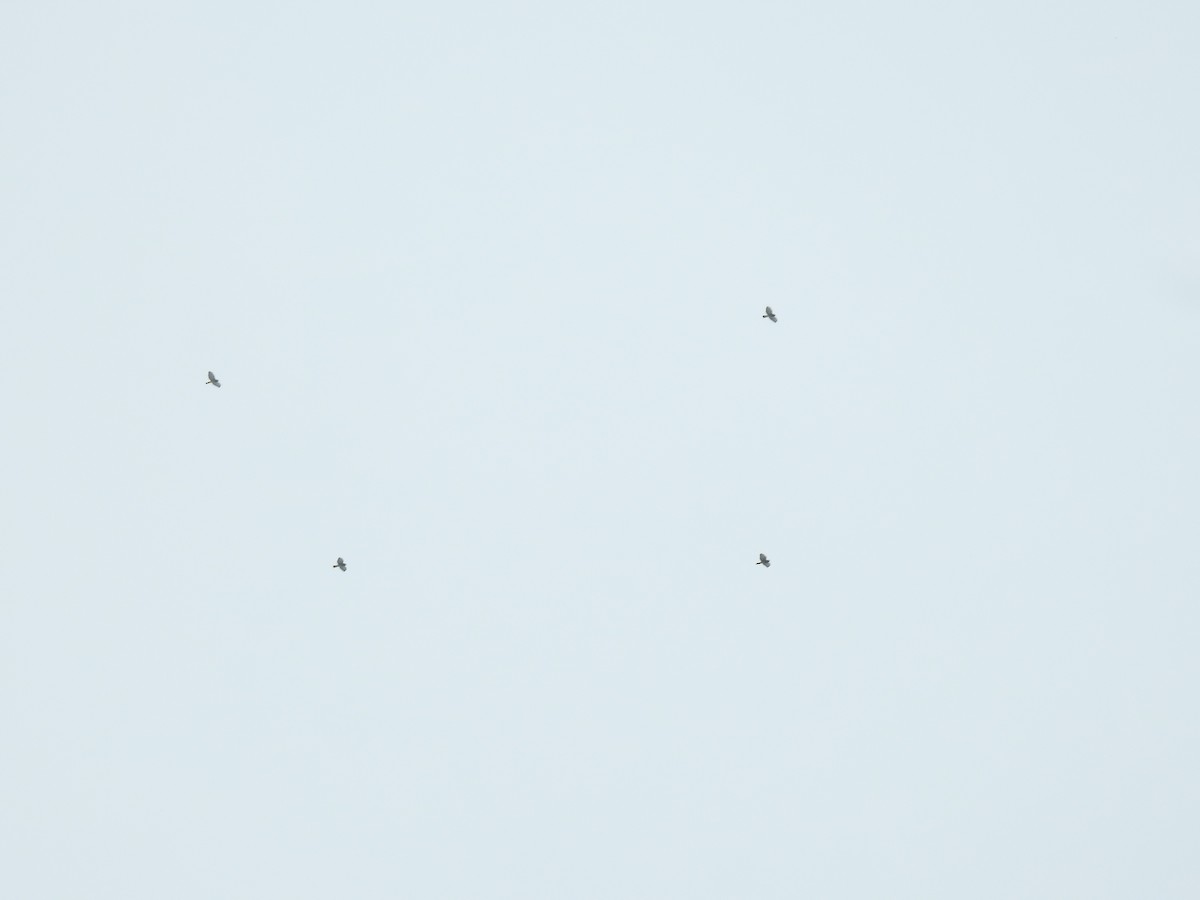 Petite Buse - ML644285374