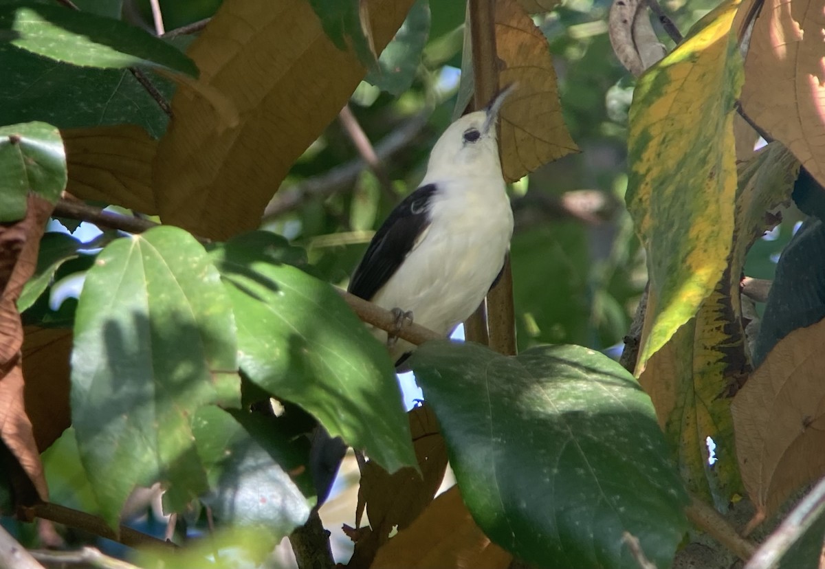 Troglodyte à tête blanche - ML644285375