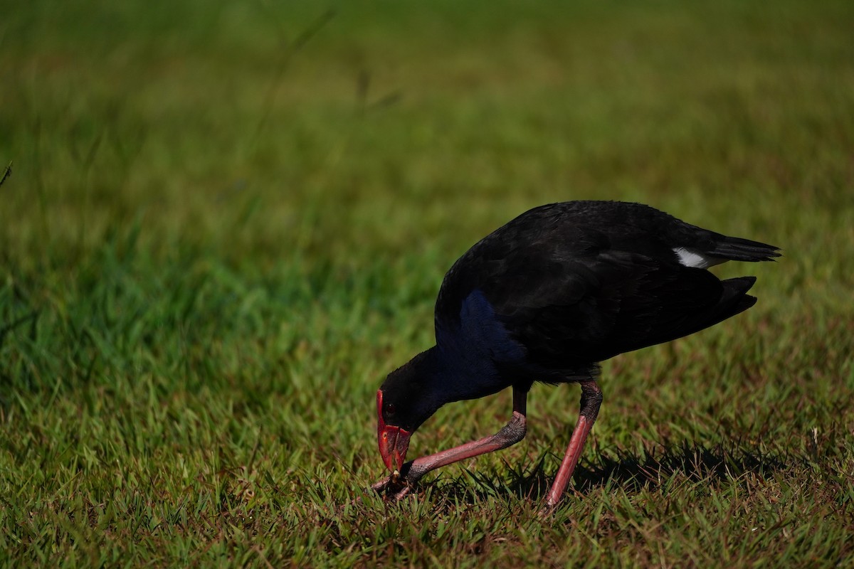 Talève australe - ML644285376