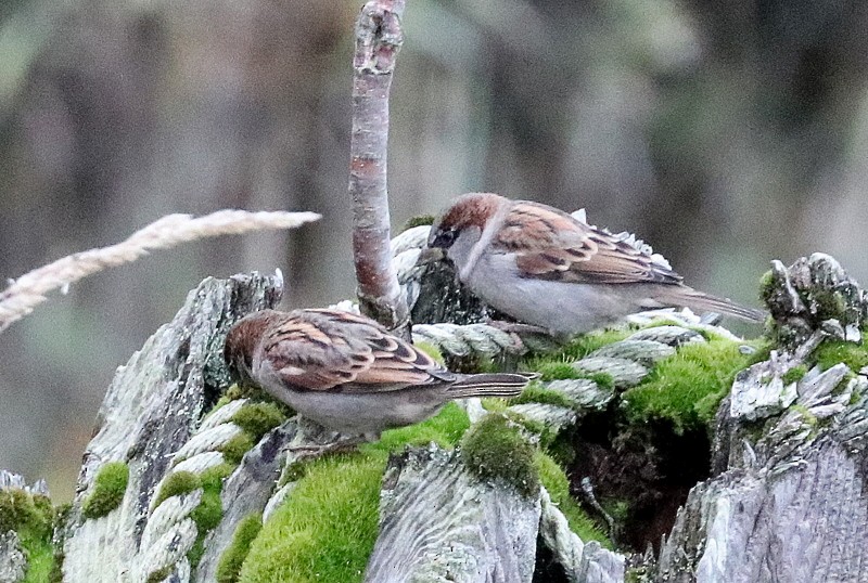 Moineau domestique - ML644285381