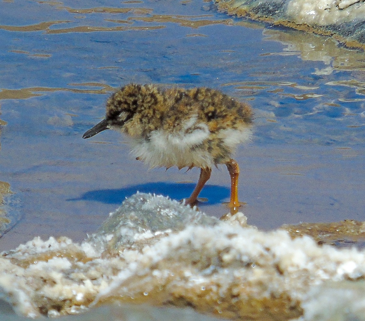 Pluvier des Andes - ML644285382