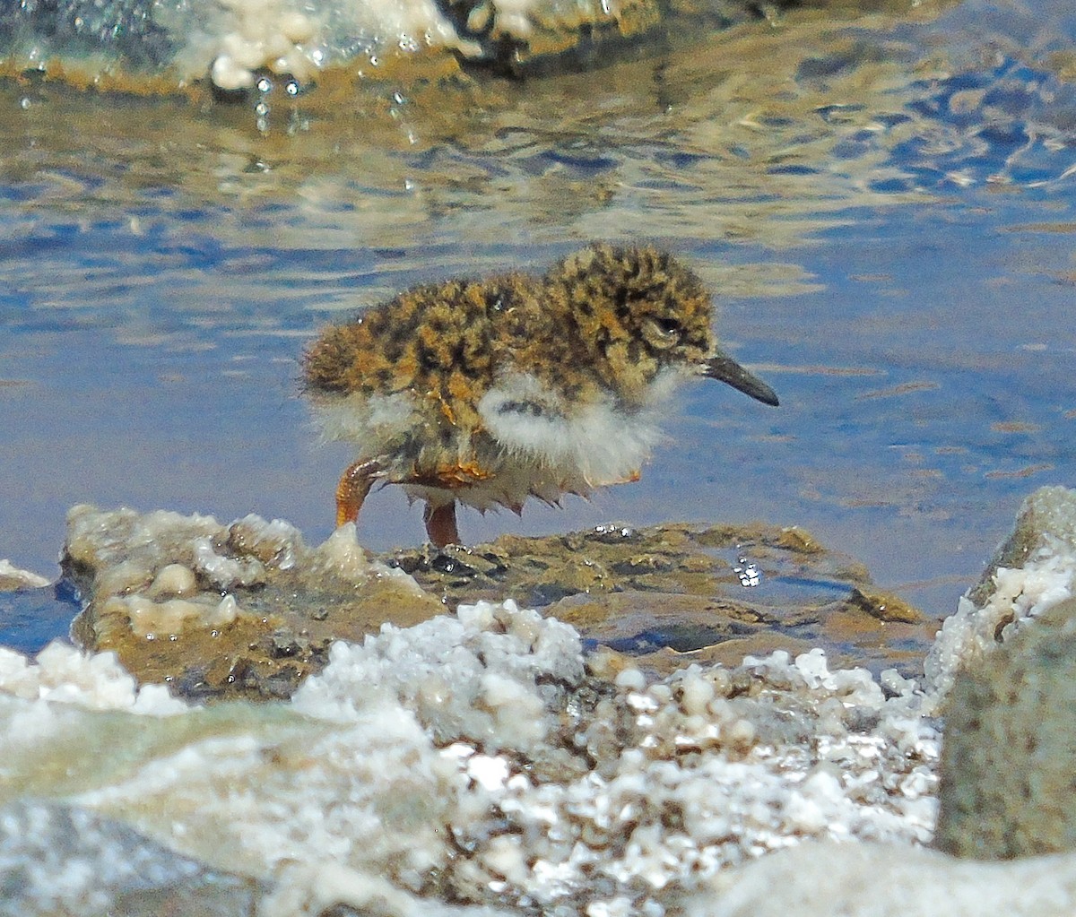 Pluvier des Andes - ML644285386