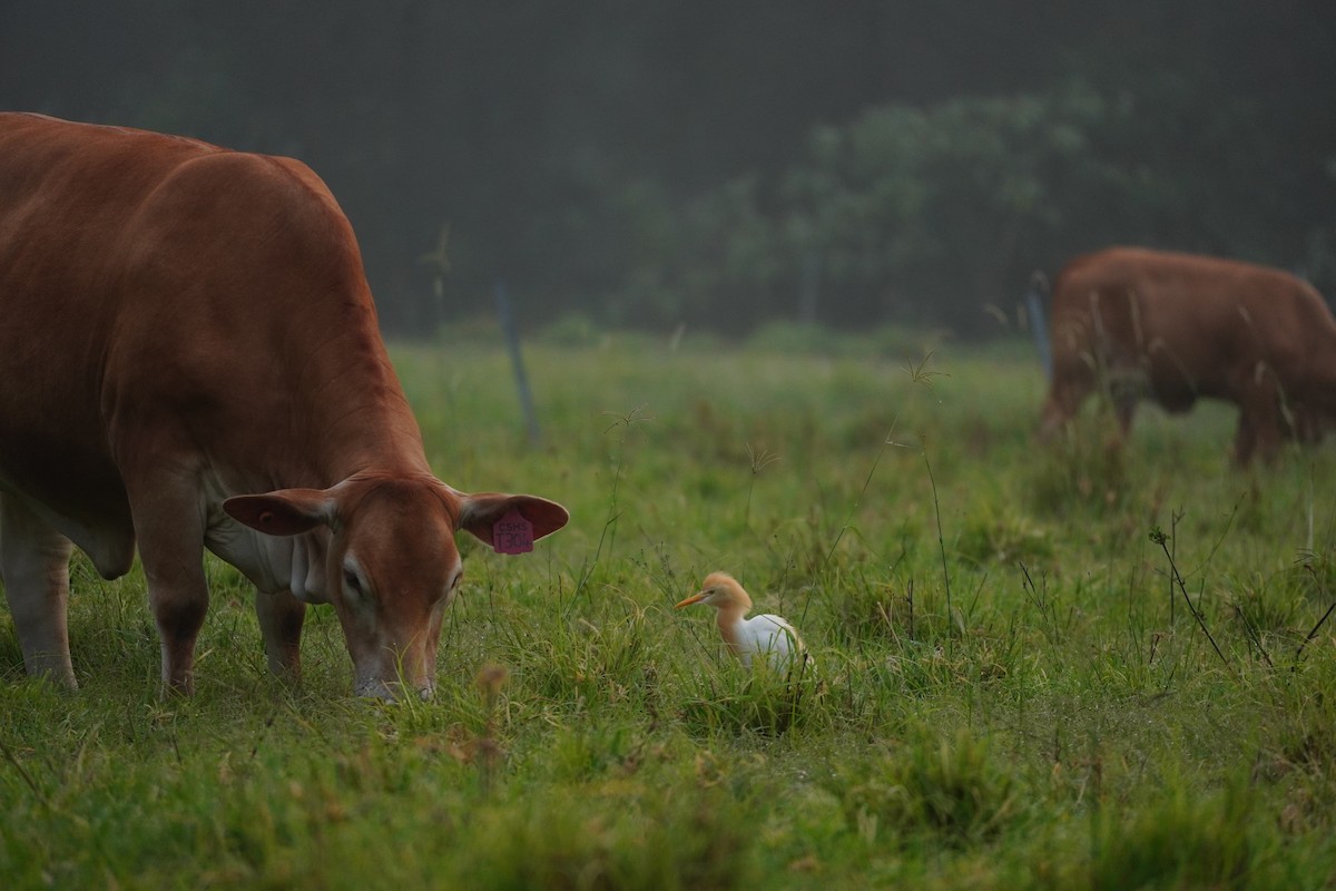 Héron de Coromandel - ML644285387