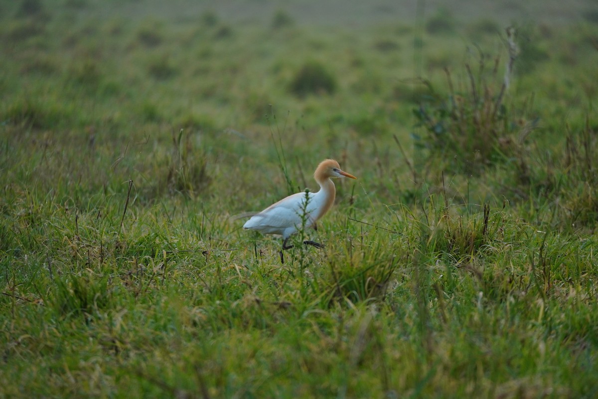 Héron de Coromandel - ML644285388