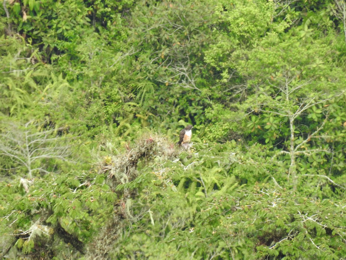 Buse à queue rousse (costaricensis) - ML644285390