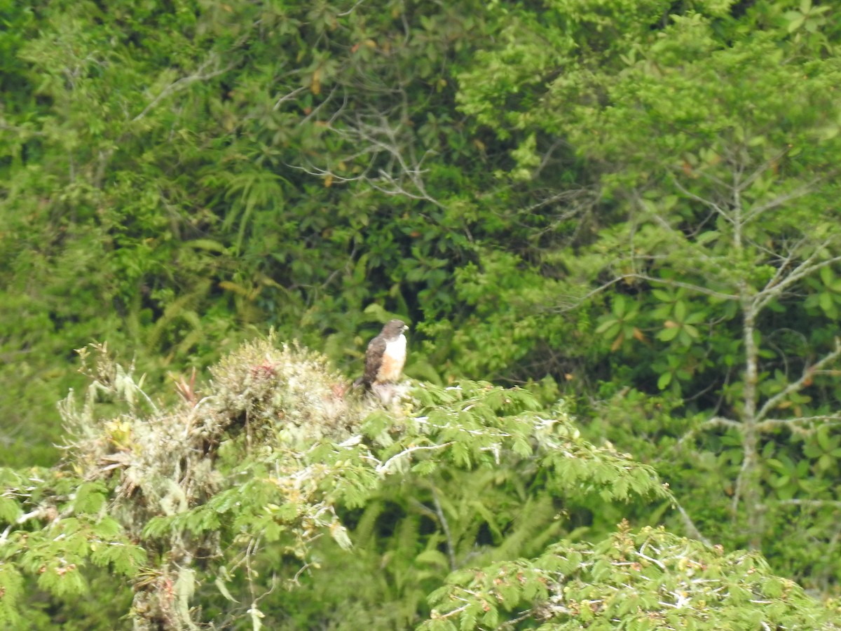 Buse à queue rousse (costaricensis) - ML644285392