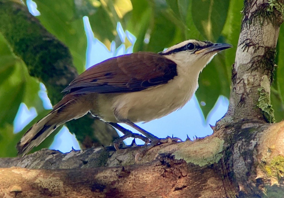 Troglodyte bicolore - ML644285393