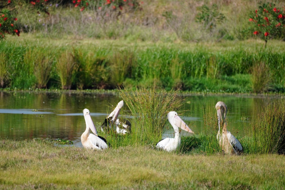 Pélican à lunettes - ML644285394
