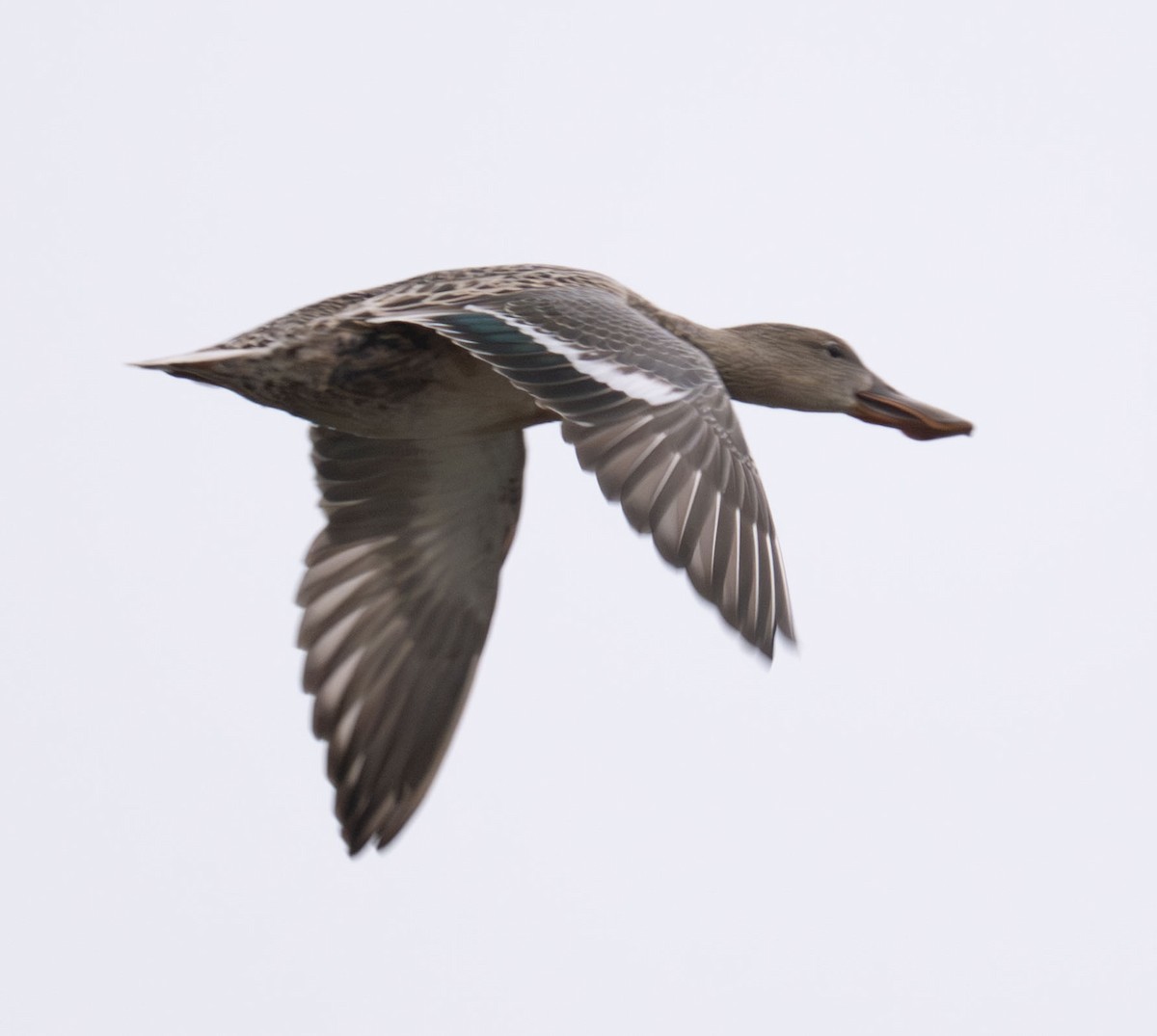 Canard souchet - ML644285395