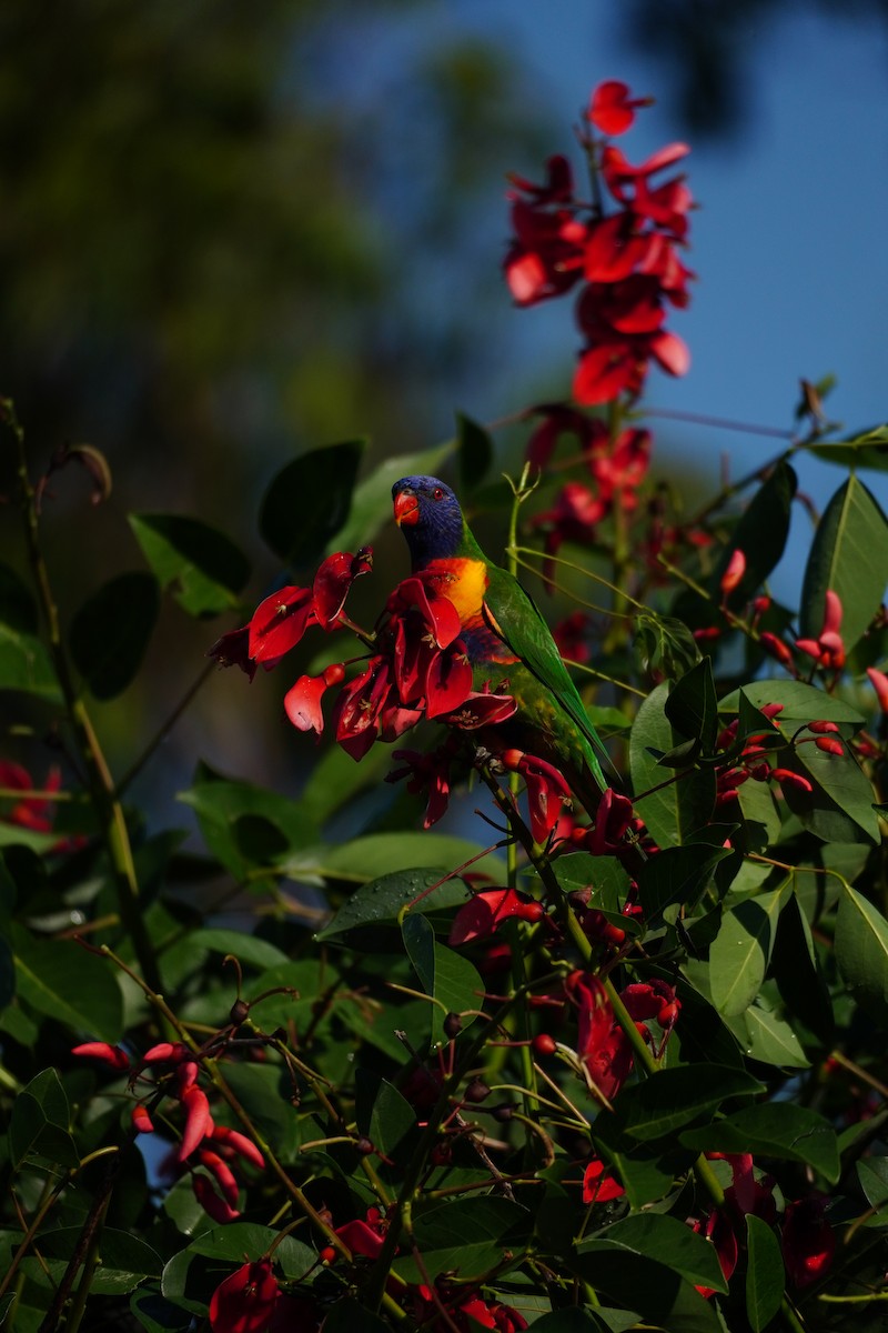 Loriquet arc-en-ciel - ML644285396