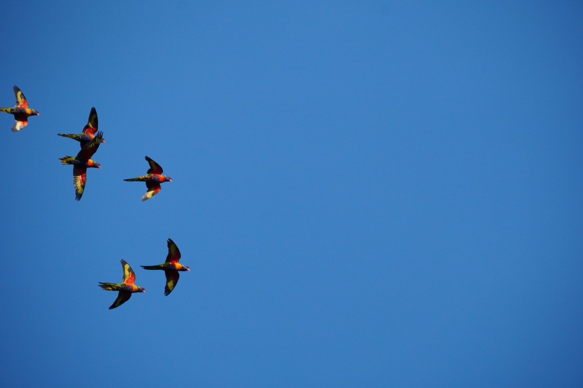 Loriquet arc-en-ciel - ML644285397