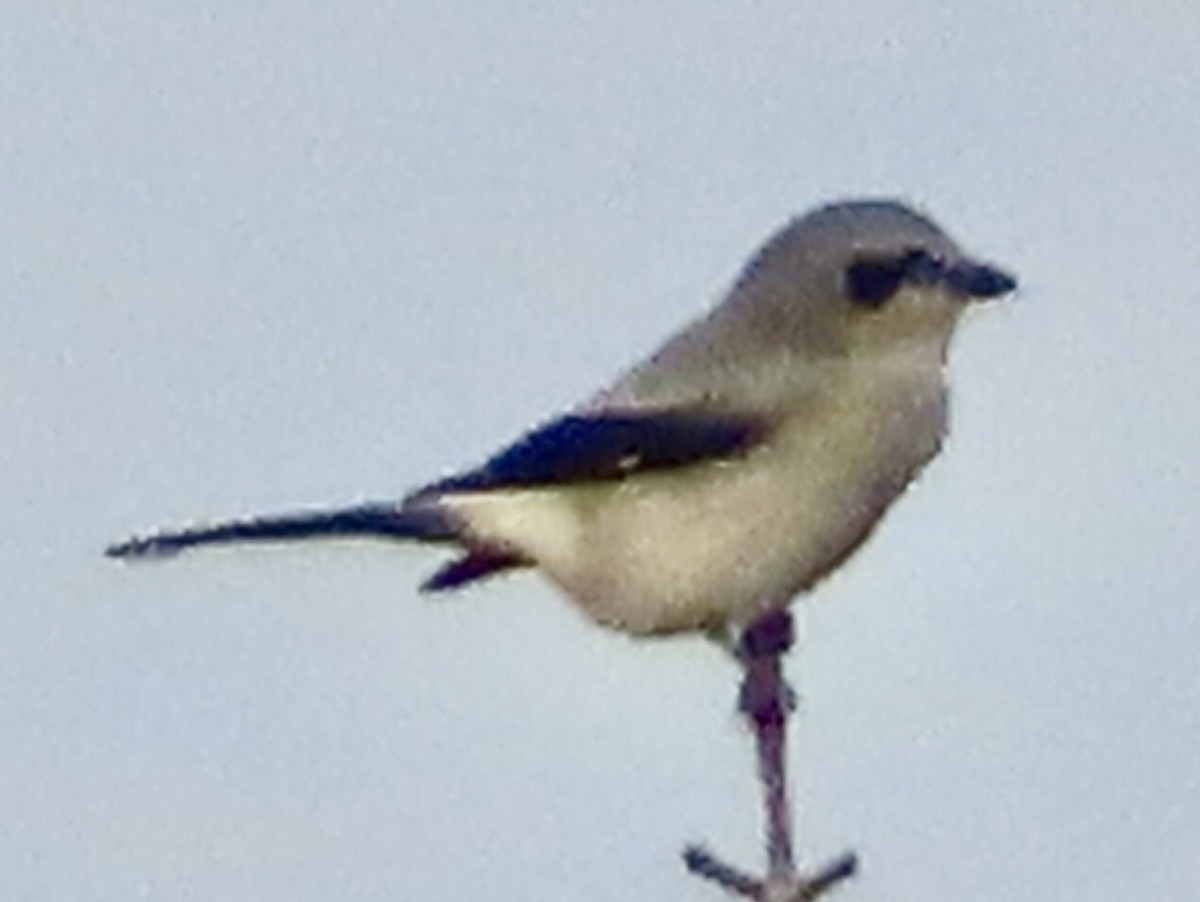 Pie-grièche boréale - ML644285399