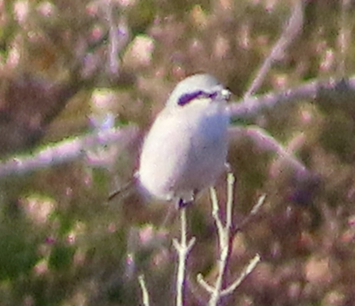 Pie-grièche boréale - ML644285400