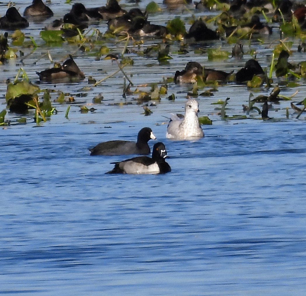 Foulque d'Amérique - ML644285401