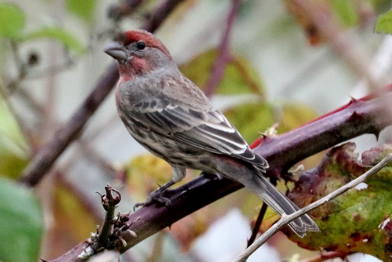 Roselin familier - ML644285402