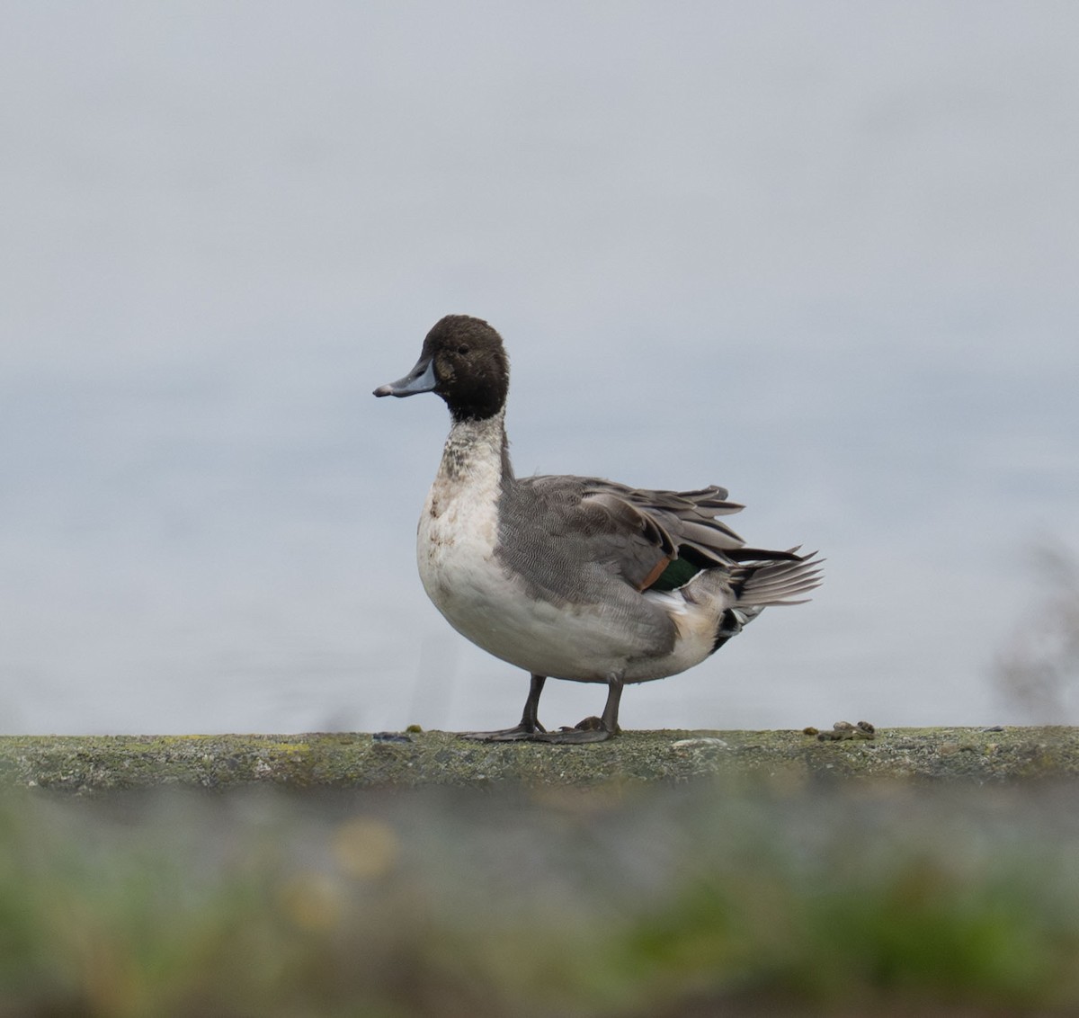 Canard pilet - ML644285404