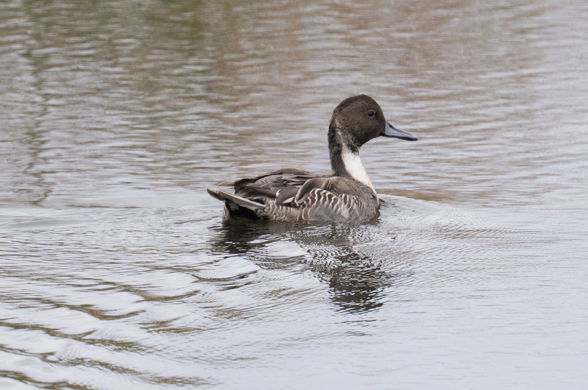 Canard pilet - ML644285405