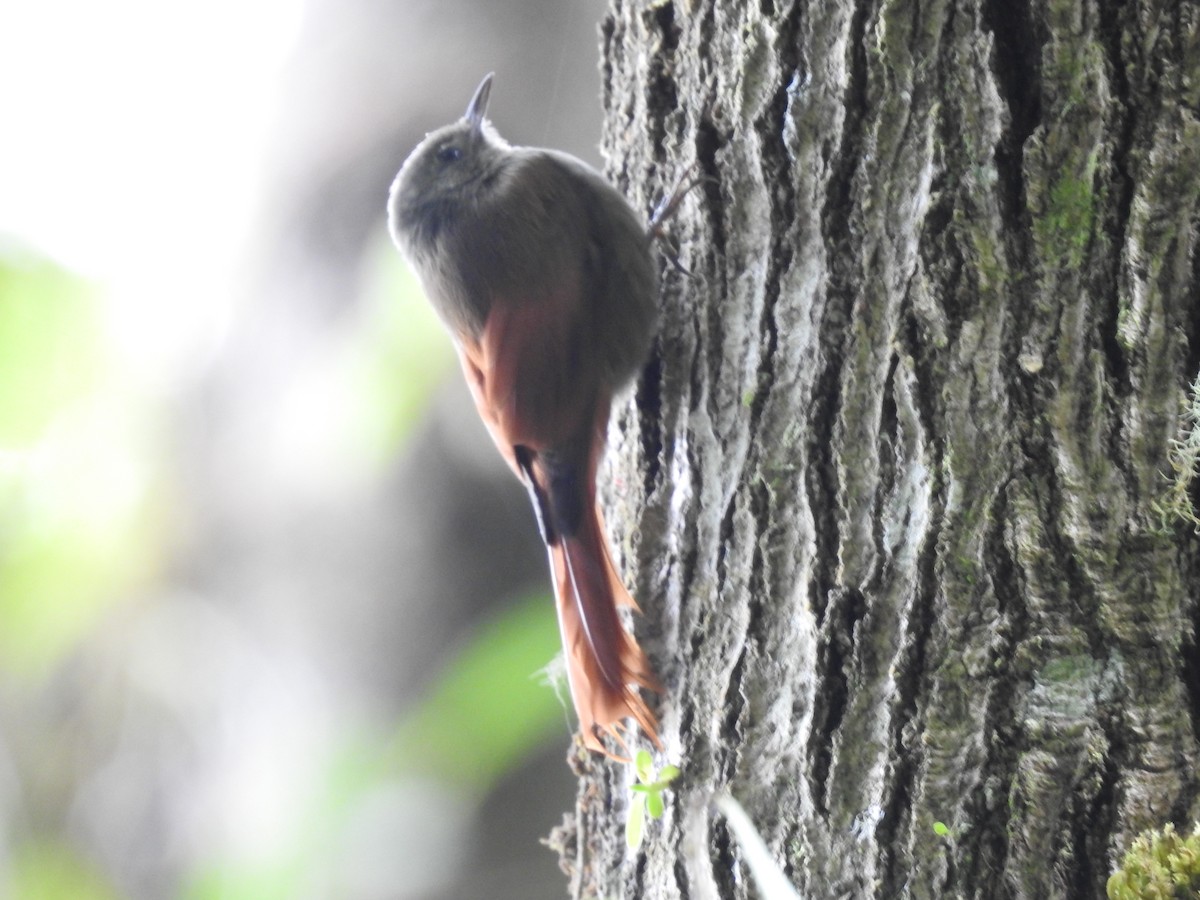 Olivaceous Woodcreeper - ML644285413