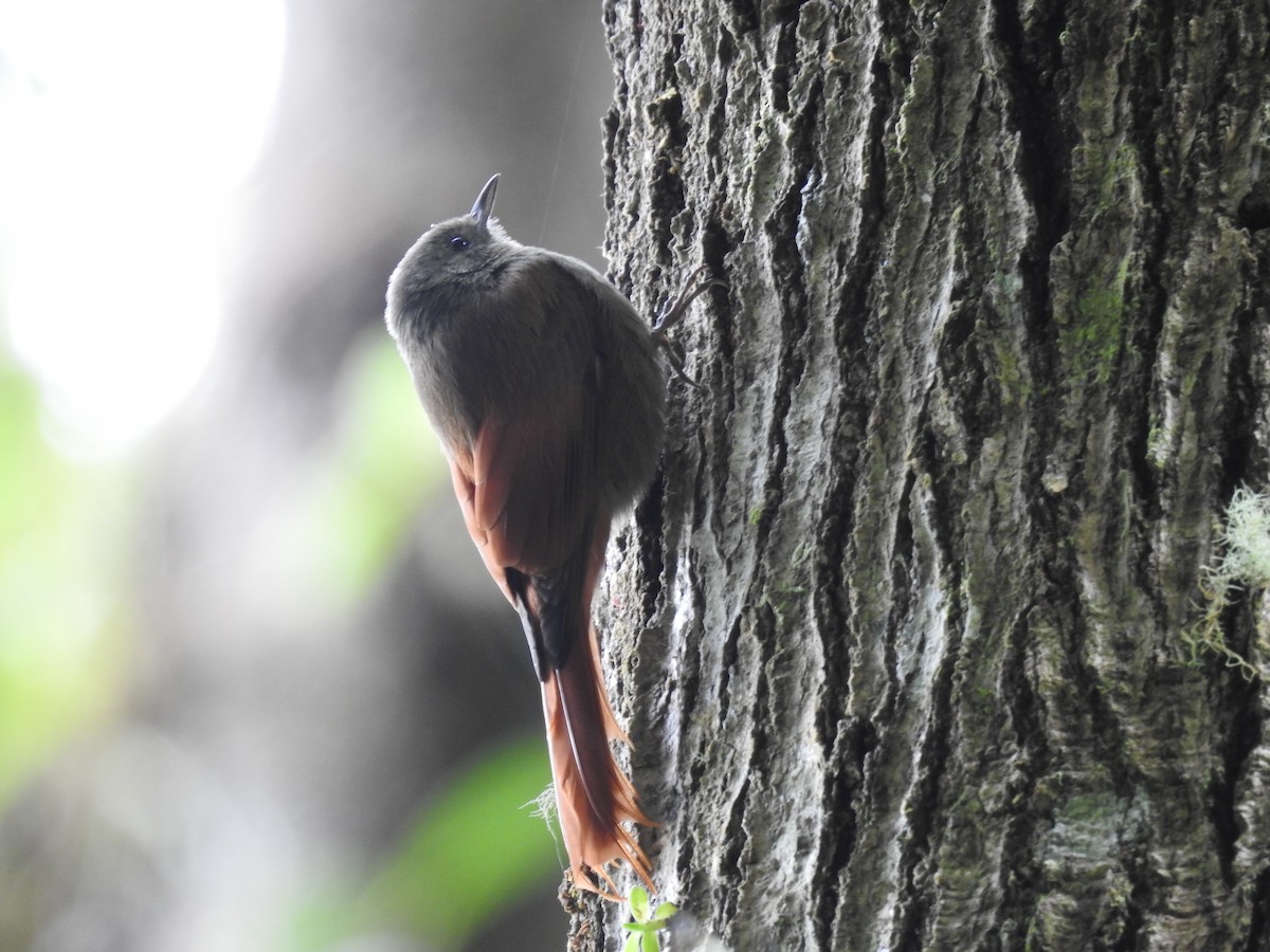 Olivaceous Woodcreeper - ML644285414