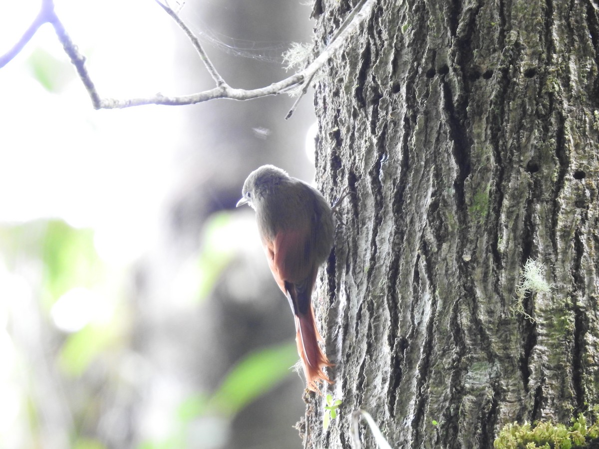 Olivaceous Woodcreeper - ML644285415