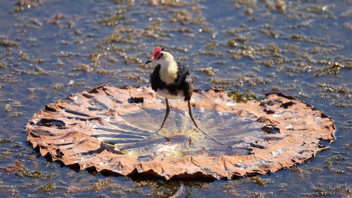 ostnák lotosový - ML644285416