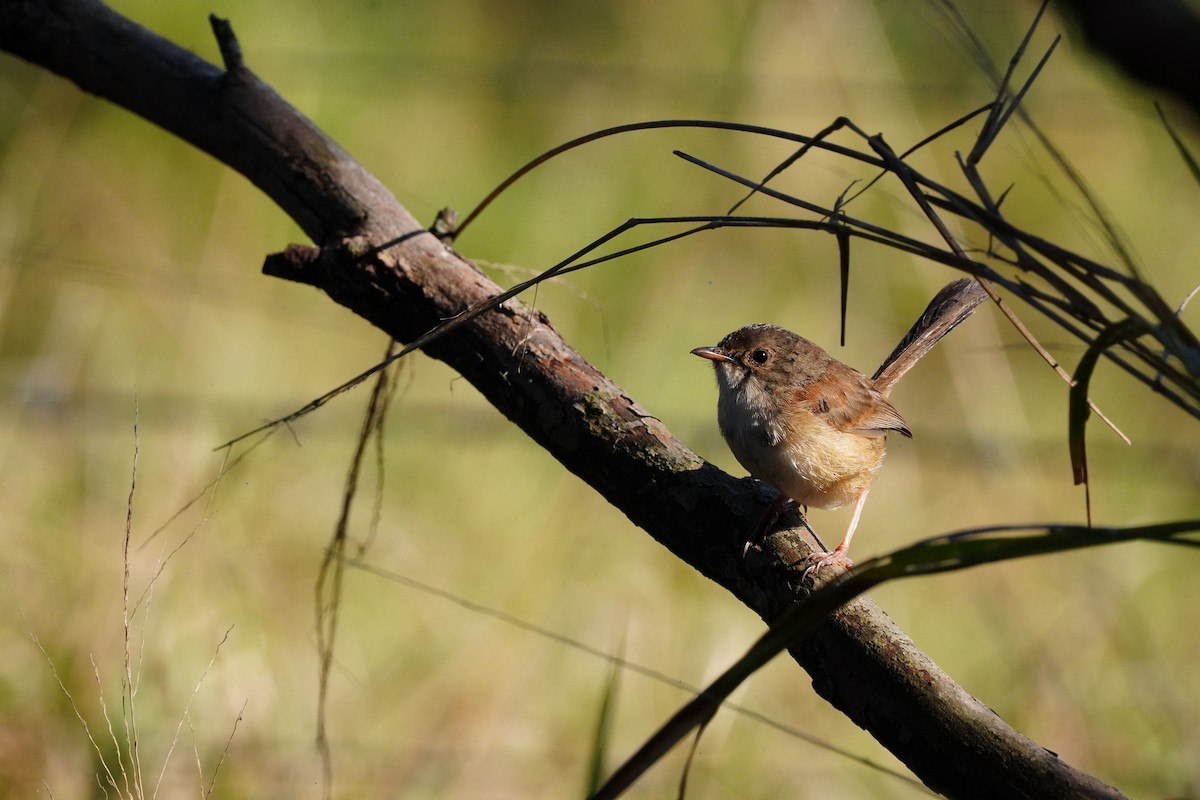 Red-backed Fairywren - ML644285422