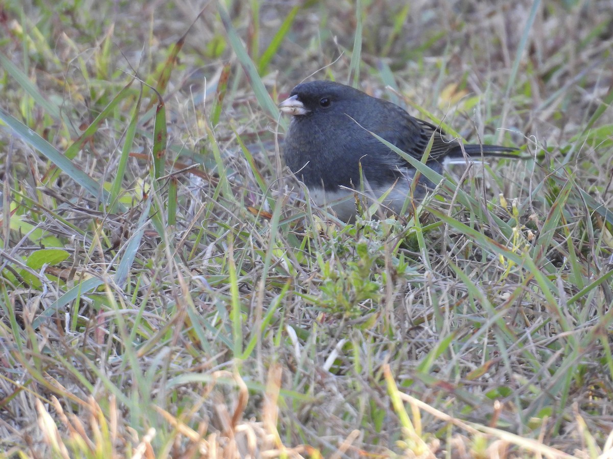 Dark-eyed Junco - ML644285429