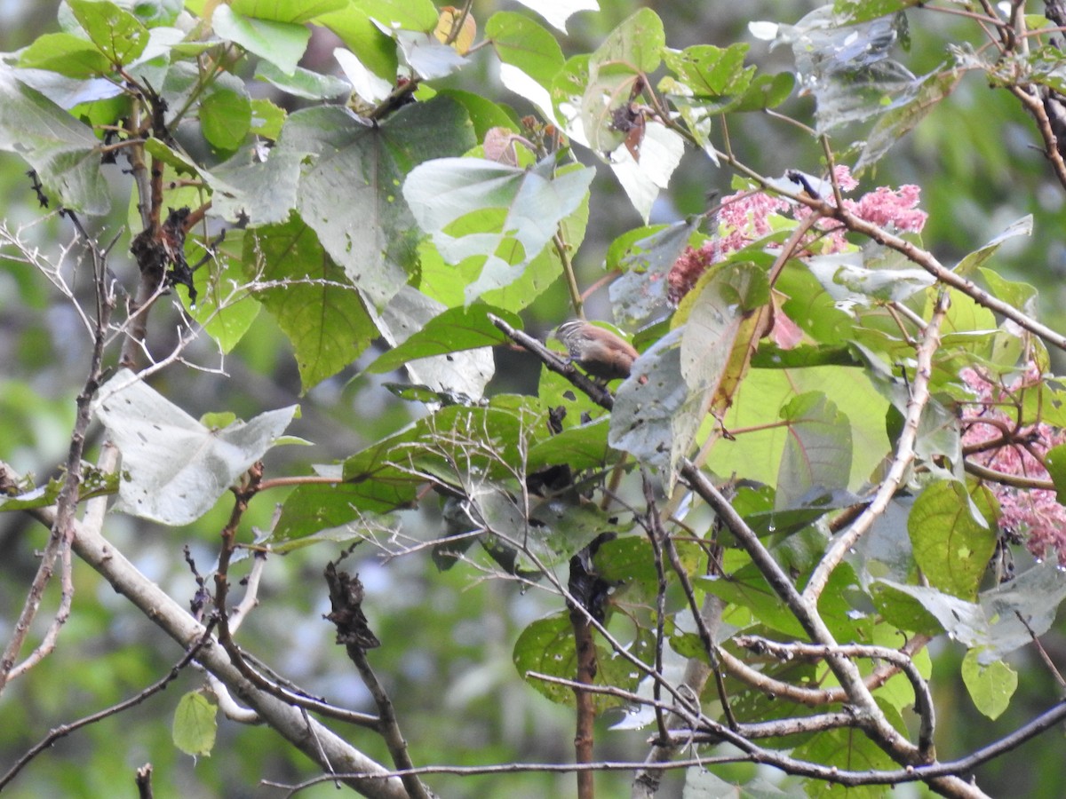 Streaked Xenops - ML644285431