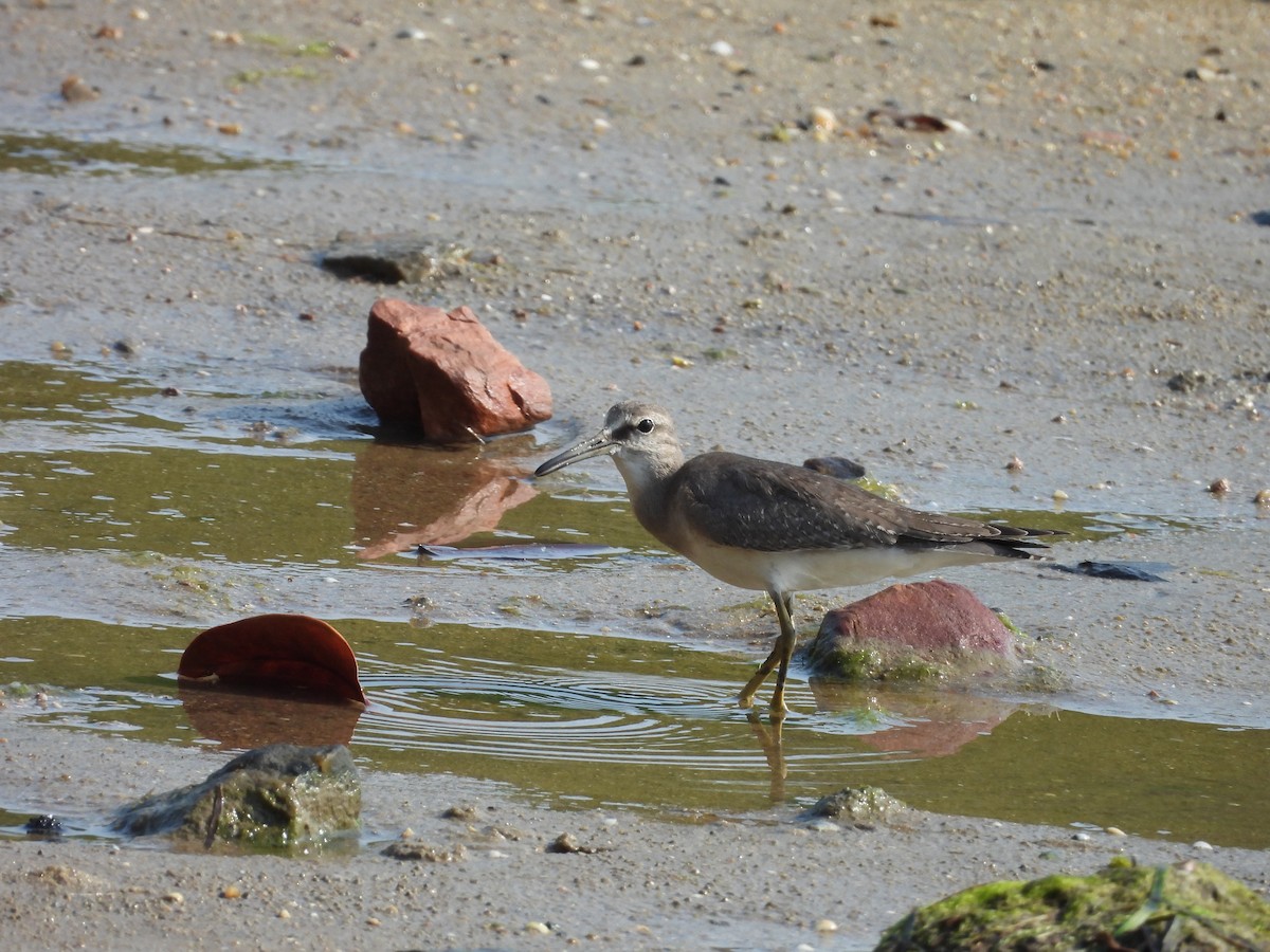 Gray-tailed Tattler - ML644285433