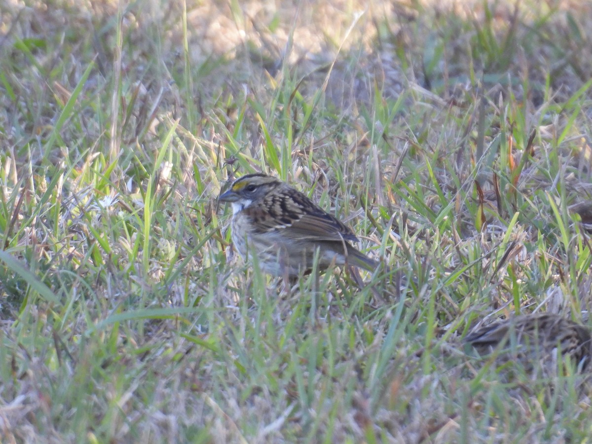 White-throated Sparrow - ML644285435