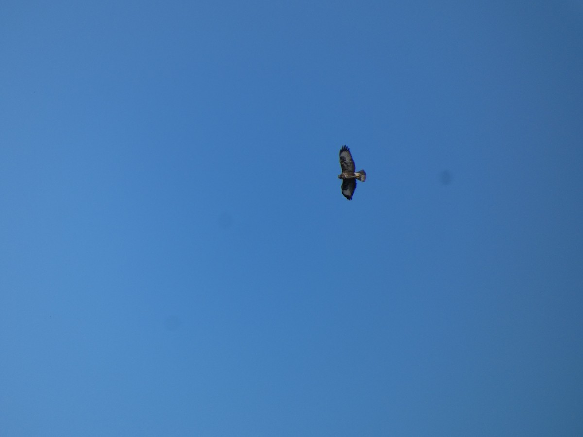 Common Buzzard - ML644285436