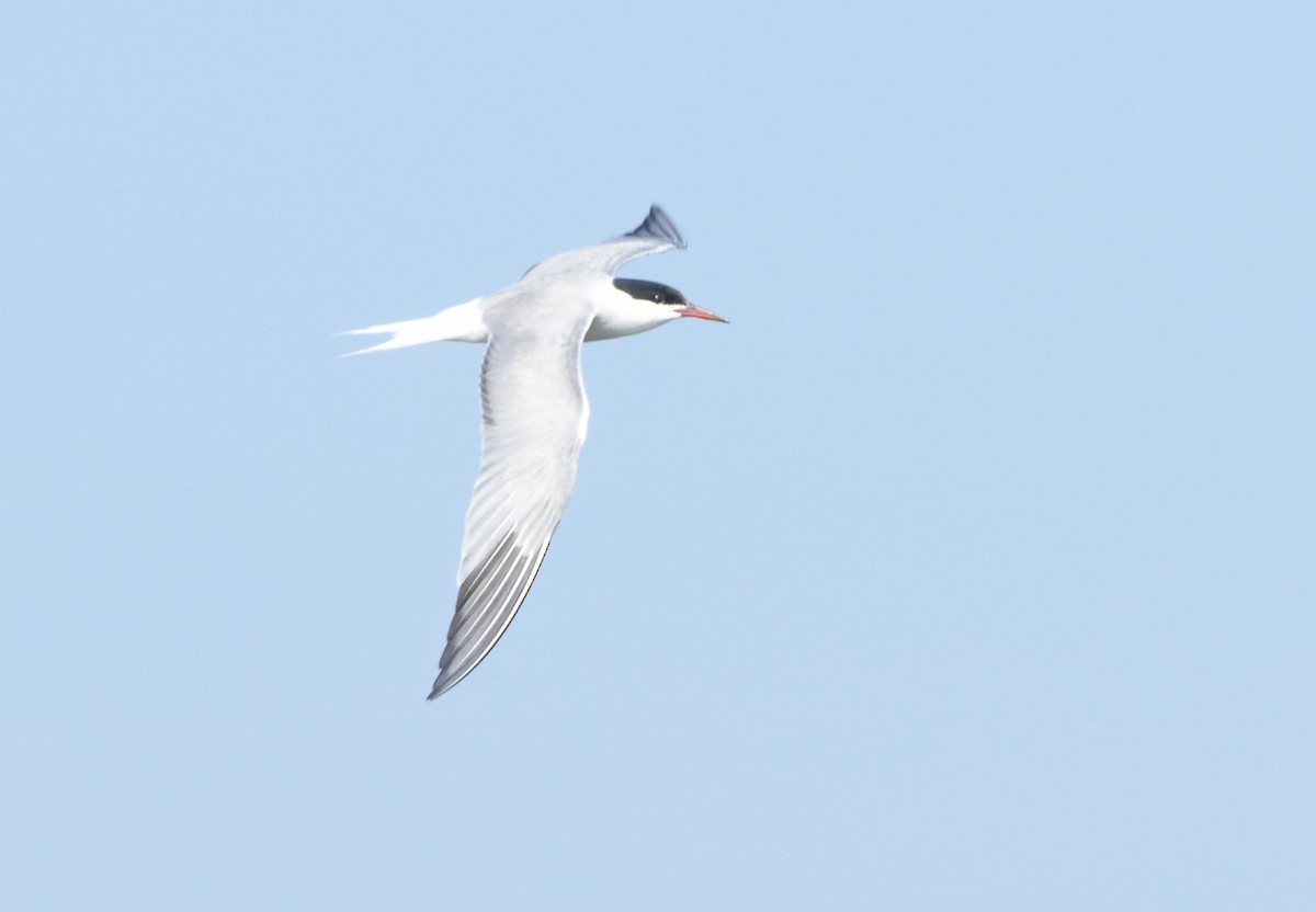 rybák obecný - ML644285437