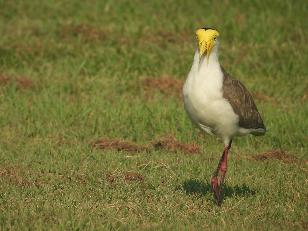 čejka australská - ML644285438