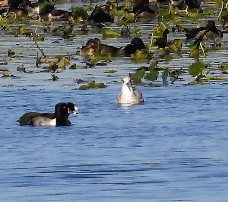 Ring-billed Gull - ML644285442