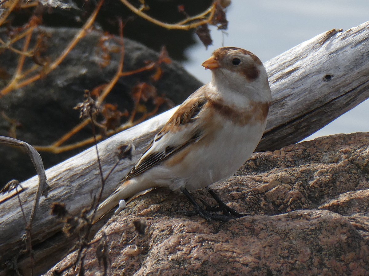 Snow Bunting - ML644285452