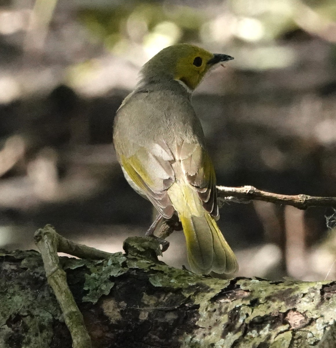 White-plumed Honeyeater - ML644285454