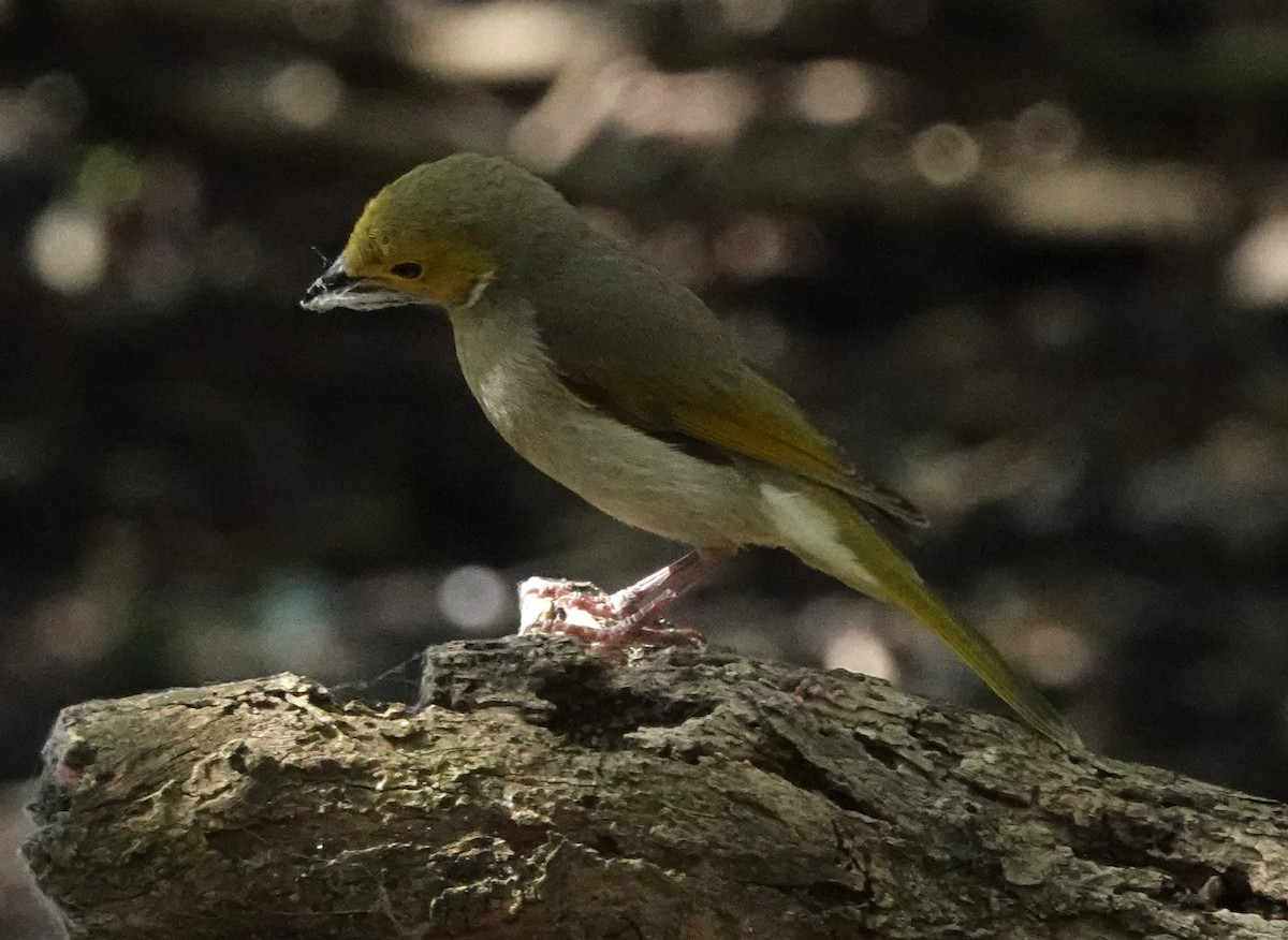 White-plumed Honeyeater - ML644285455