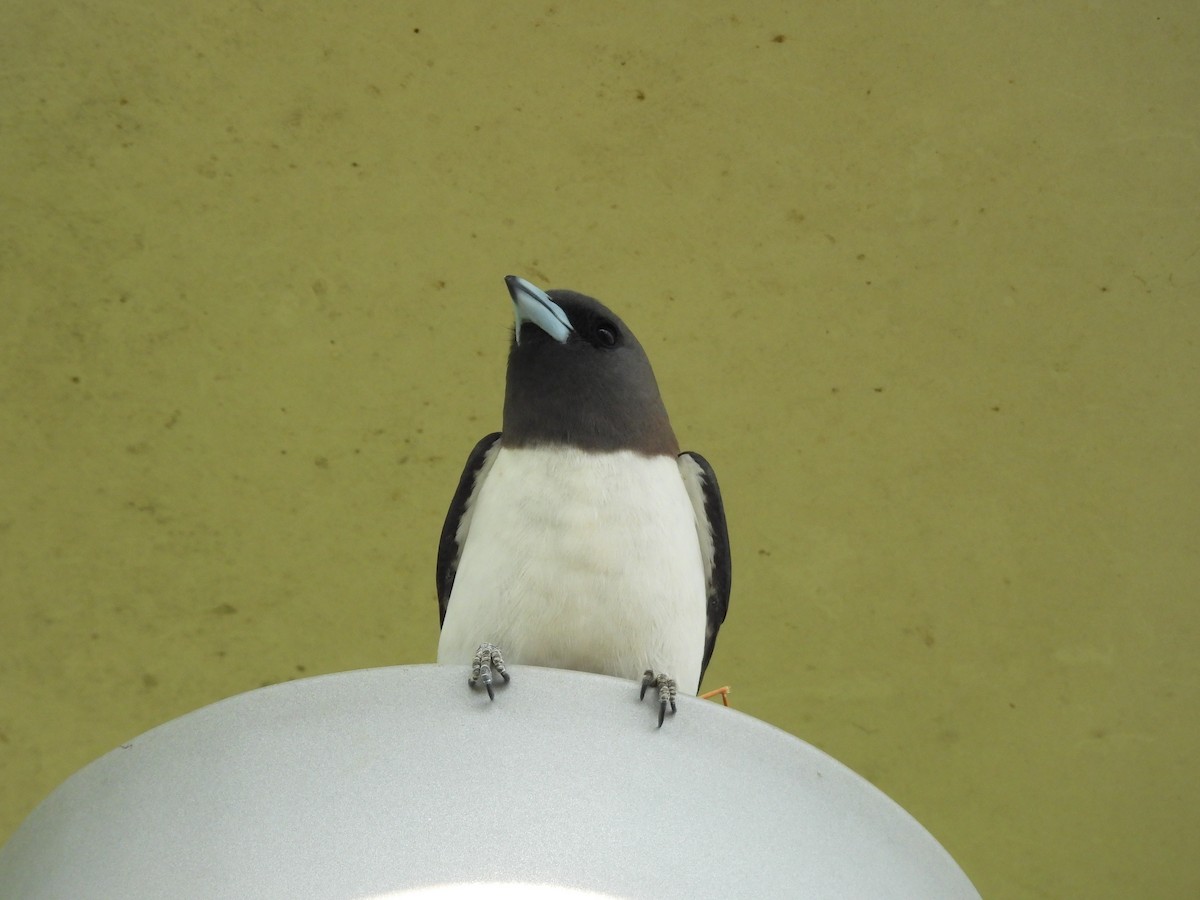 Weißbauch-Schwalbenstar - ML644285456