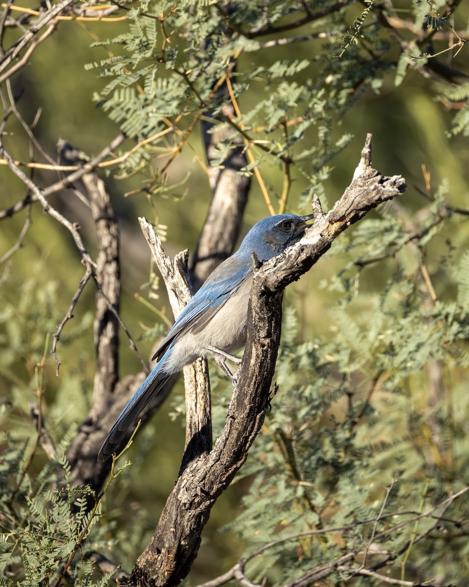 Woodhouse's Scrub-Jay - ML644285459