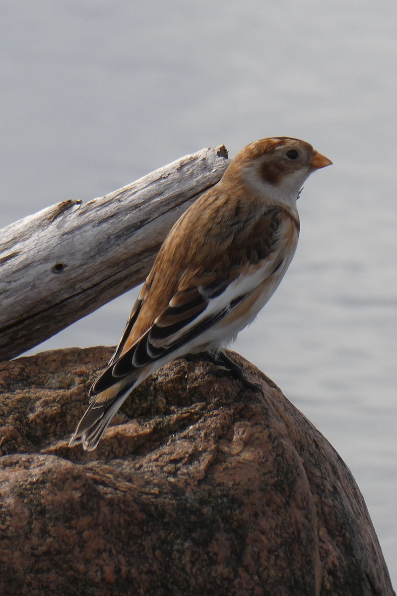 Snow Bunting - ML644285463