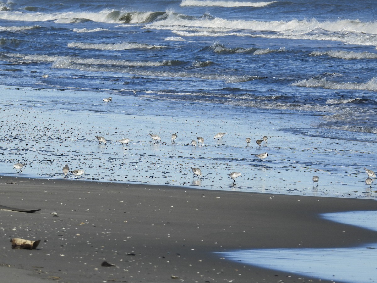 Sanderling - ML644285467