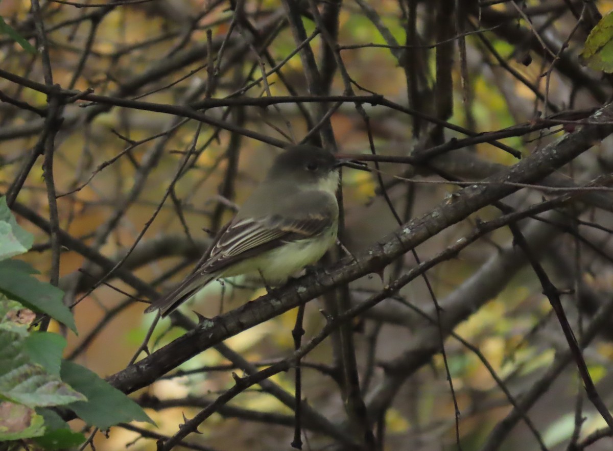 Eastern Phoebe - ML644285469
