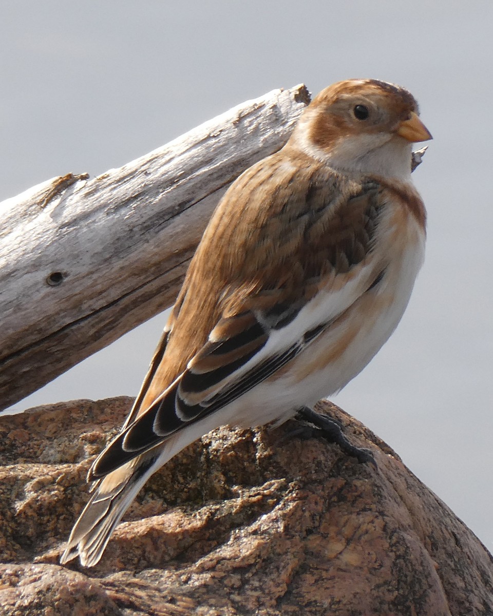 Snow Bunting - ML644285474