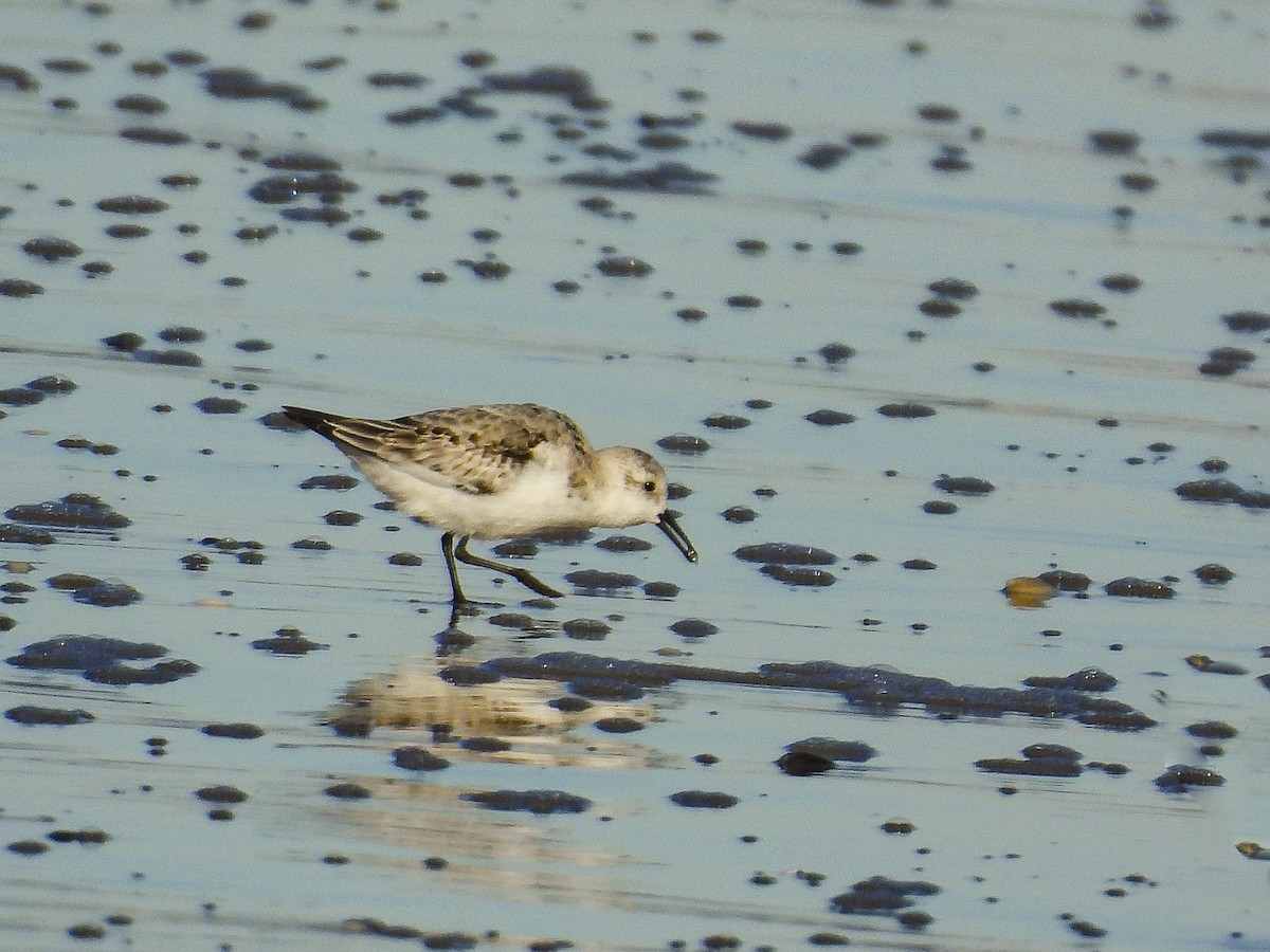 Sanderling - ML644285479