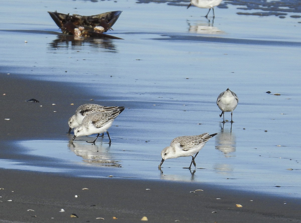 Sanderling - ML644285480