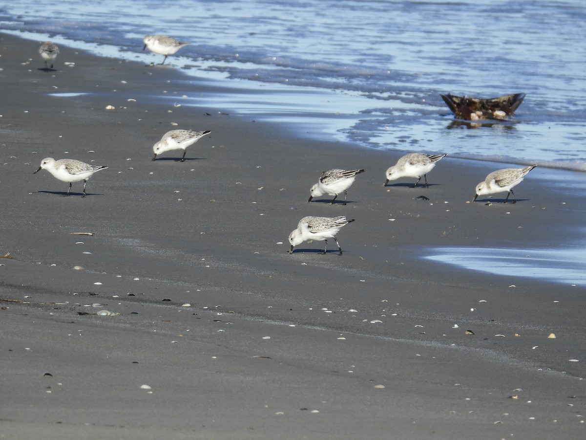 Sanderling - ML644285481