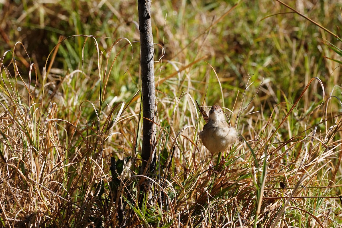 Матата руда - ML644285482