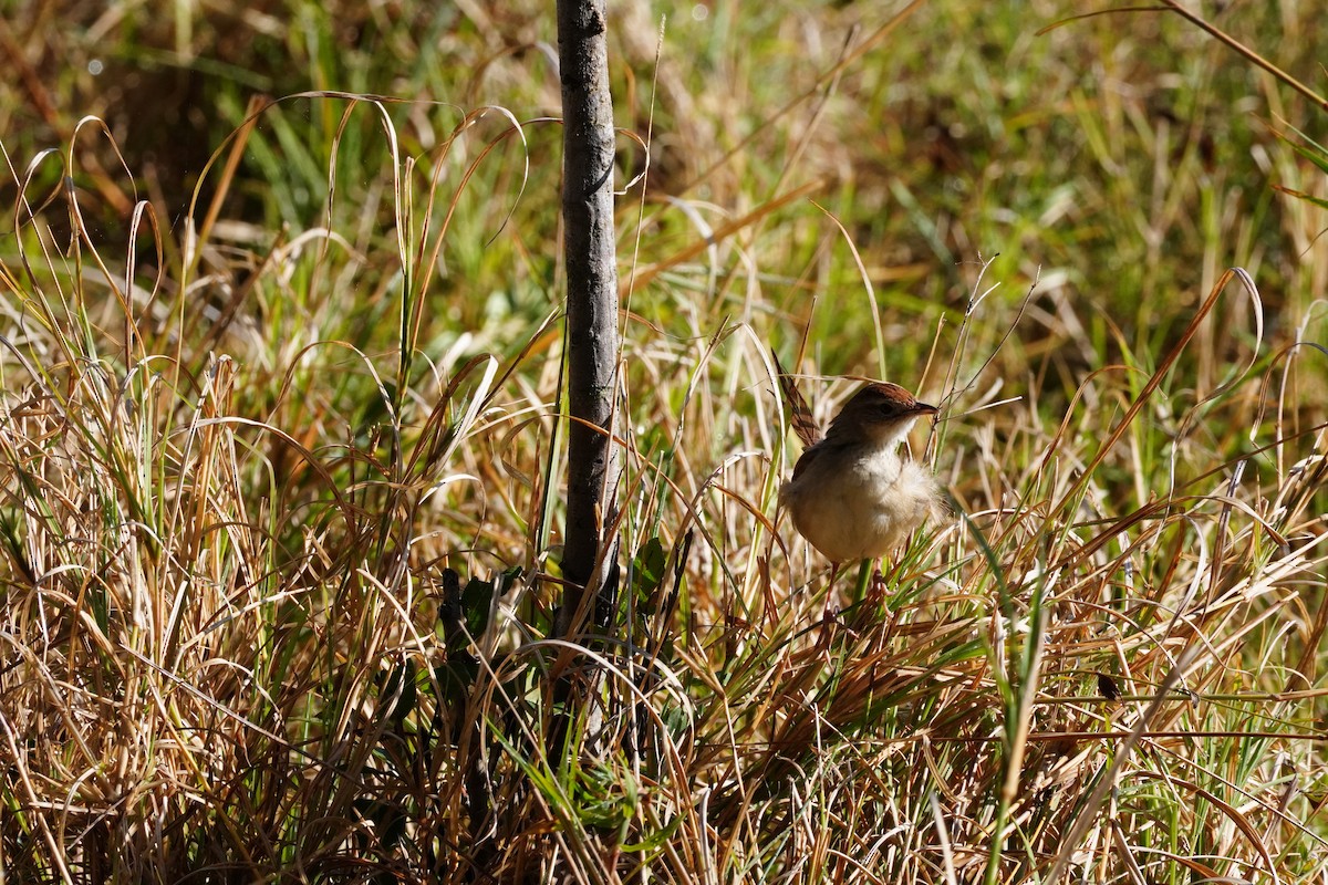 Tawny Grassbird - ML644285483