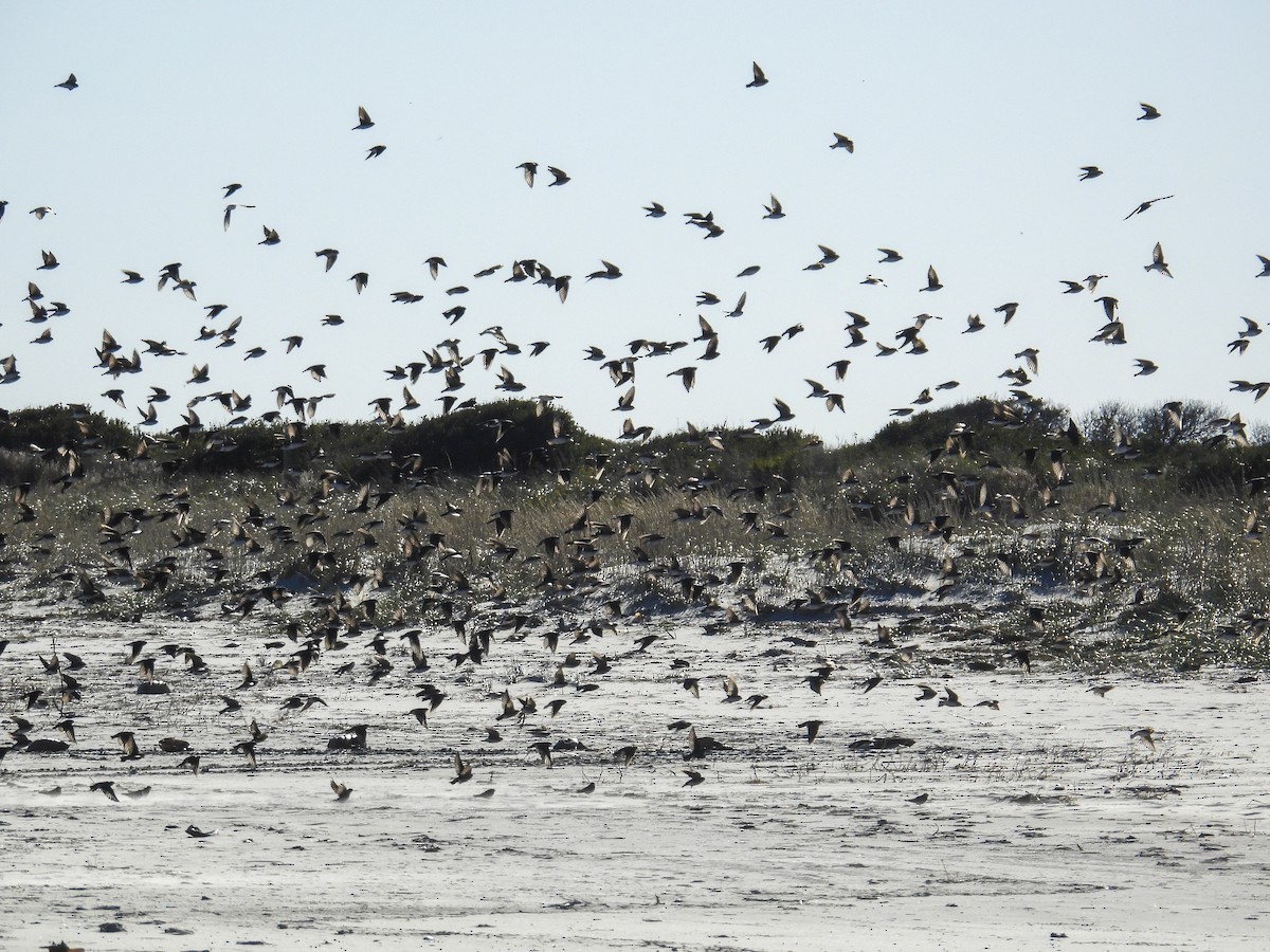 Tree Swallow - ML644285486