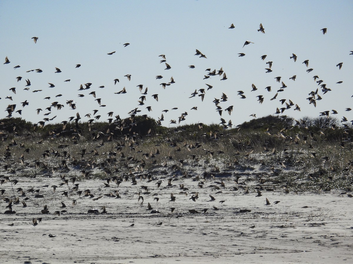 Tree Swallow - ML644285487